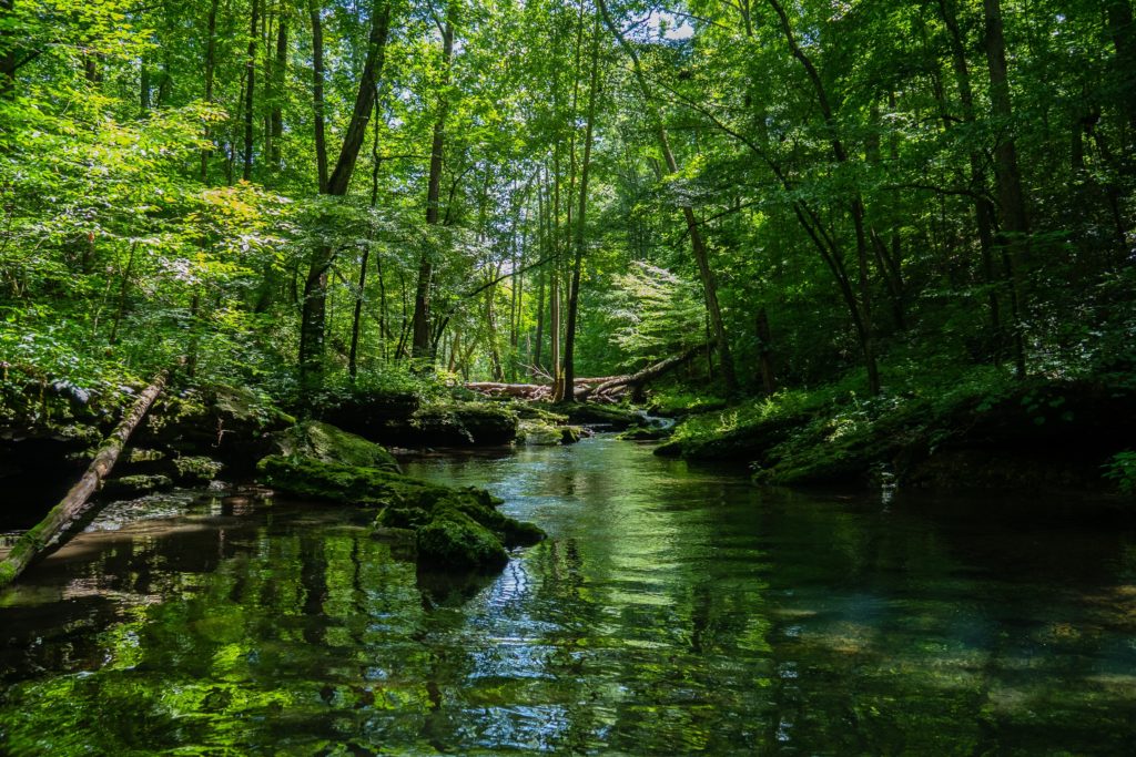 beautiful-scenery-of-river-surrounded-by-greenery-in-forest